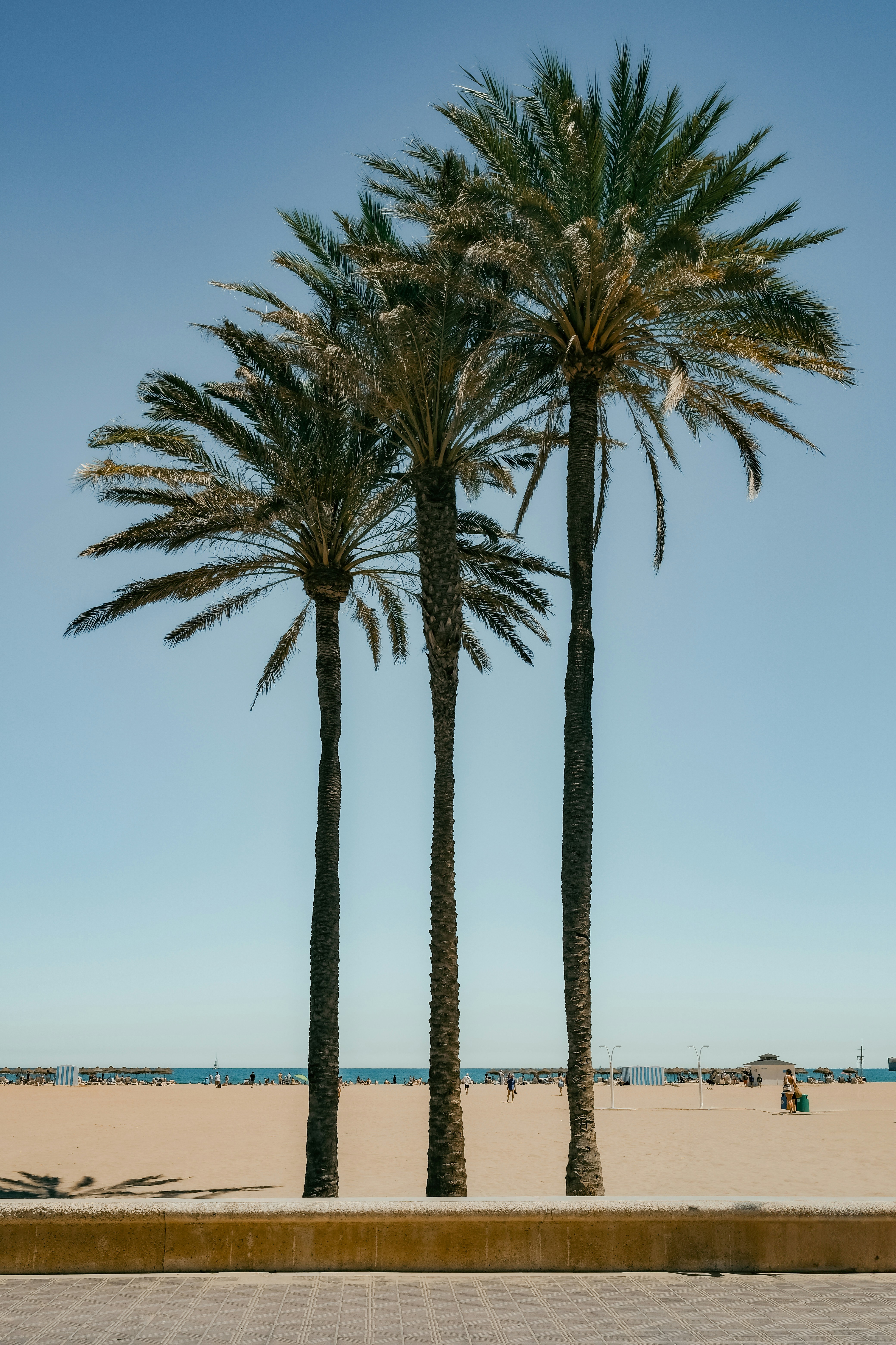 Palm trees on Valencia beach