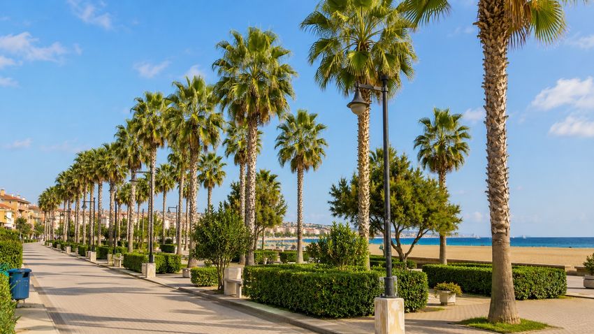 Palm-lined seaside promenade
